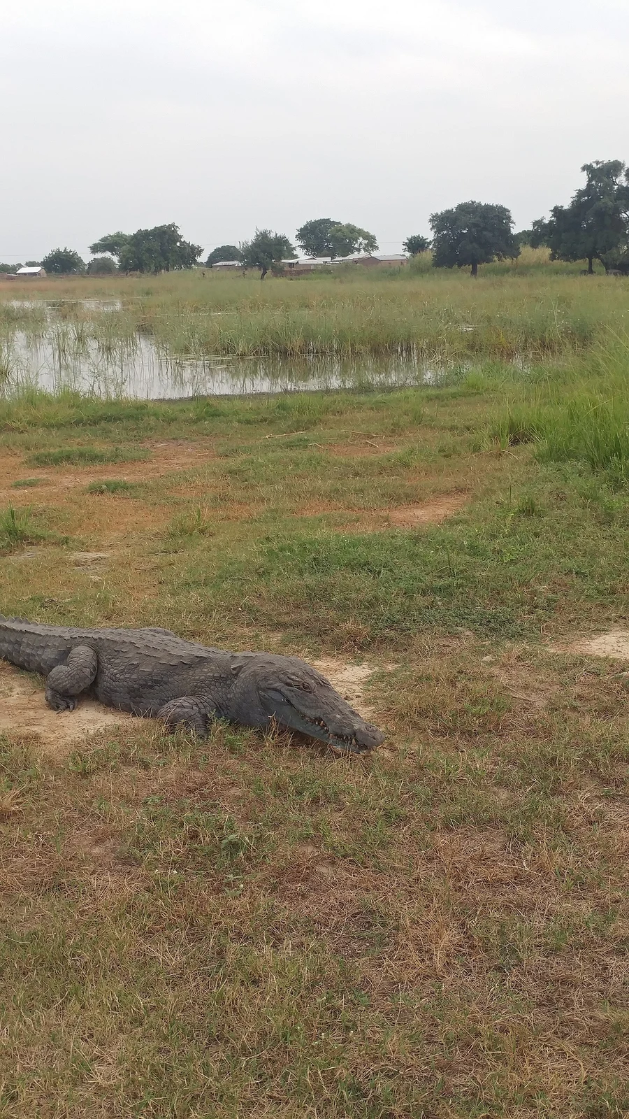Paga Crocodile Pond